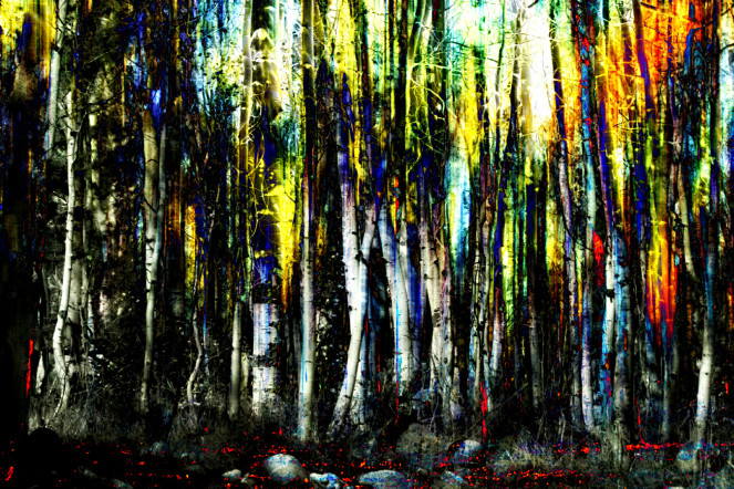 Art forest trees and woods