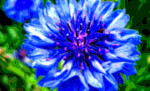 Flower Art Sale Blue Bachelors Button Basket