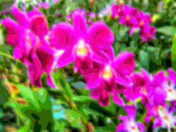 Flower Art Sale Orchids