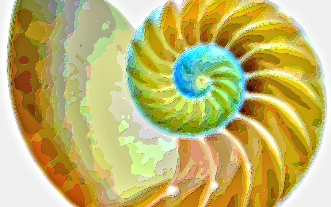 Spiral Seashell Layer Print