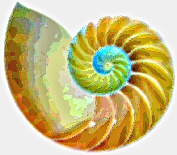 Spiral Seashell Layer Art Print