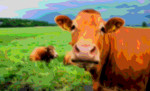 Animal Portrait Moo Cow
