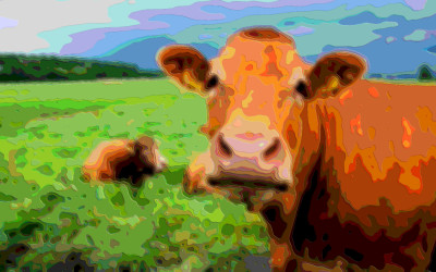 Animal Art, Moo Cow