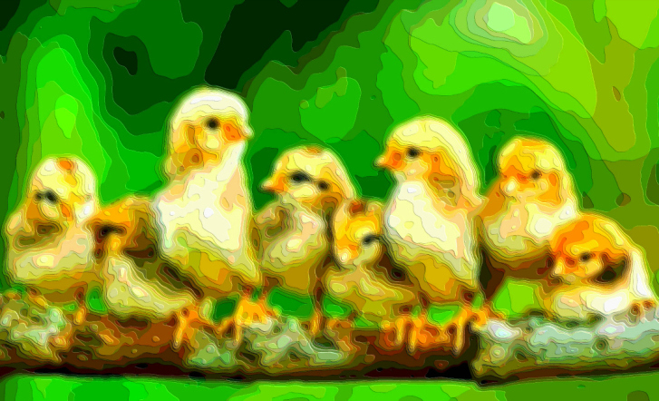 Bird Portrait Art Chickens