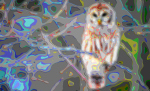 Bird Portrait Art White Owl